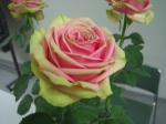 バラ　『ピタハヤ』｜「花曜日」　（奈良県橿原市の花キューピット加盟店 花屋）のブログ