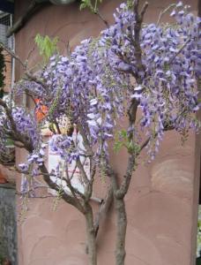 藤の鉢植え｜「花曜日」　（奈良県橿原市の花キューピット加盟店 花屋）のブログ