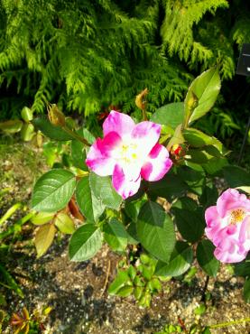 お休みの日のおでかけ｜「花曜日」　（奈良県橿原市の花キューピット加盟店 花屋）のブログ