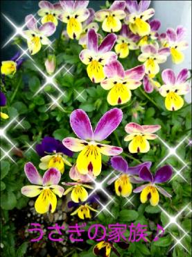 うさぎ♪｜「花曜日」　（奈良県橿原市の花キューピット加盟店 花屋）のブログ