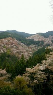ようこそ　奈良・大和路へ　　その２｜「花曜日」　（奈良県橿原市の花キューピット加盟店 花屋）のブログ