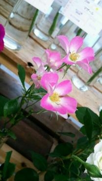 ばら祭に行ってきました｜「花曜日」　（奈良県橿原市の花キューピット加盟店 花屋）のブログ