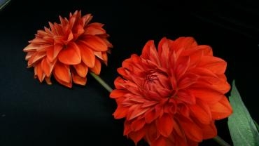真っ赤なダリア♪｜「花曜日」　（奈良県橿原市の花キューピット加盟店 花屋）のブログ