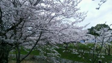 多肉植物の寄せ植えをお届けしました｜「花曜日」　（奈良県橿原市の花キューピット加盟店 花屋）のブログ