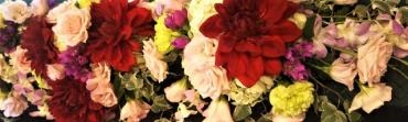 真っ赤なダリア｜「花曜日」　（奈良県橿原市の花キューピット加盟店 花屋）のブログ