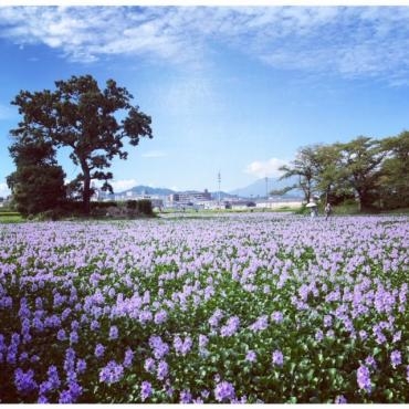 薄紫の花畑｜「花曜日」　（奈良県橿原市の花キューピット加盟店 花屋）のブログ