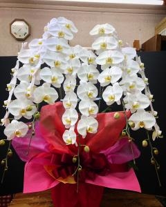 開業祝いの胡蝶蘭「花曜日」（奈良県橿原市の花屋）のギャラリー写真